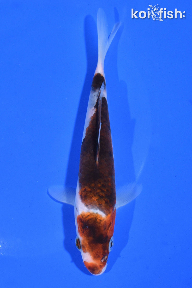 5.5" GOROMO