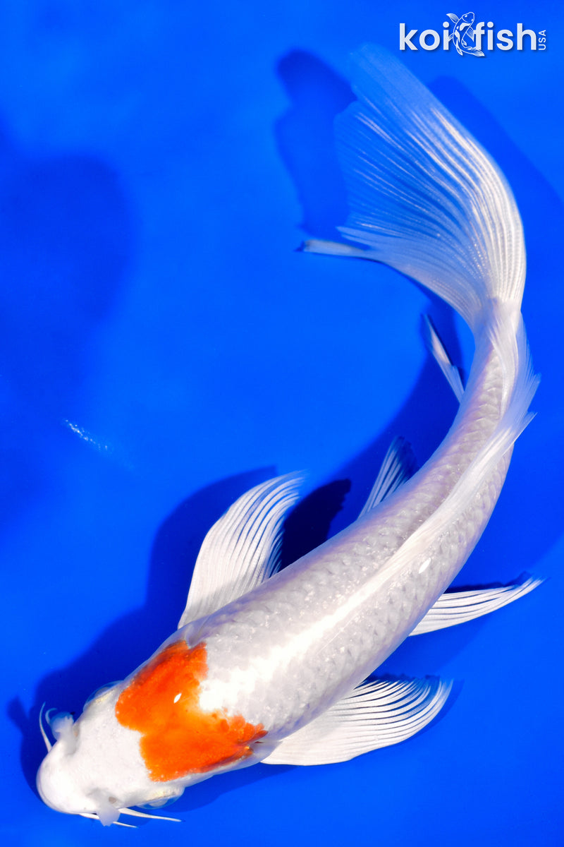 6.5" HARIWAKE BUTTERFLY
