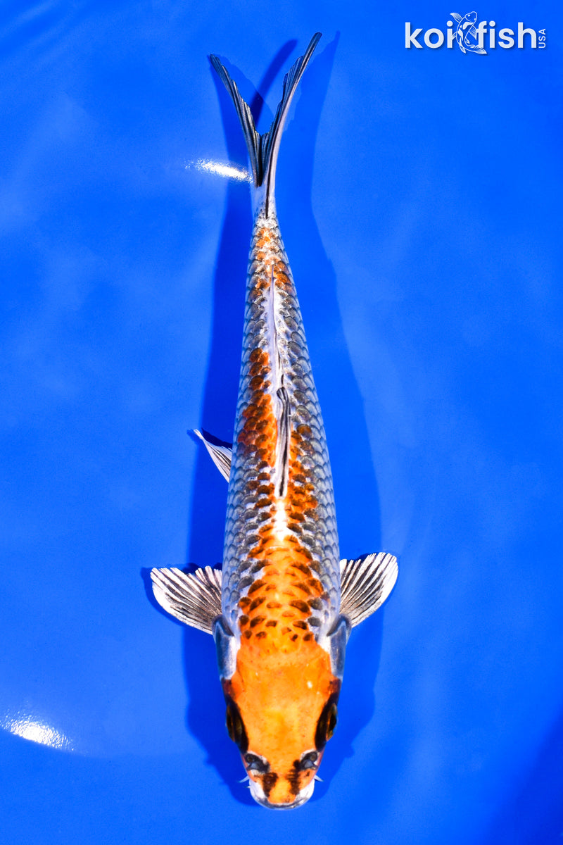 8" BENI GINGA
