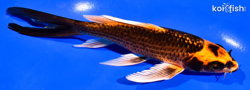 6.25" ORENJI MATSUBA BUTTERFLY