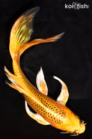 7.5" ORENJI MATSUBA BUTTERFLY