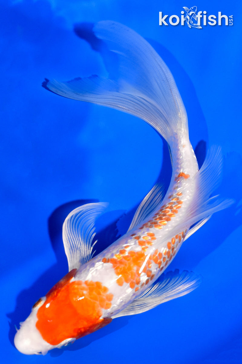6.75" GINRIN HARIWAKE BUTTERFLY