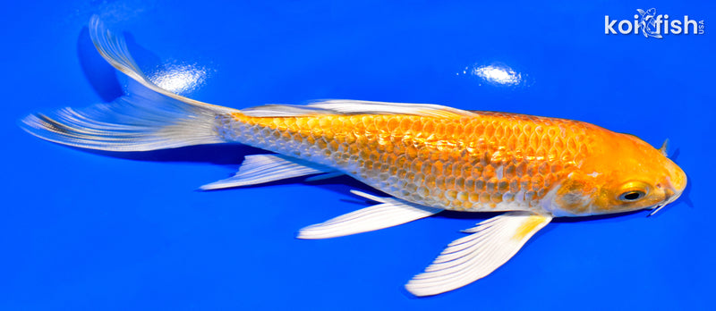 6.75" GINRIN ORENJI OGON BUTTERFLY