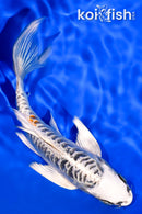 5.5" ARAGOKE KUJAKU BUTTERFLY