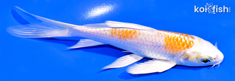 5.25" HARIWAKE BUTTERFLY