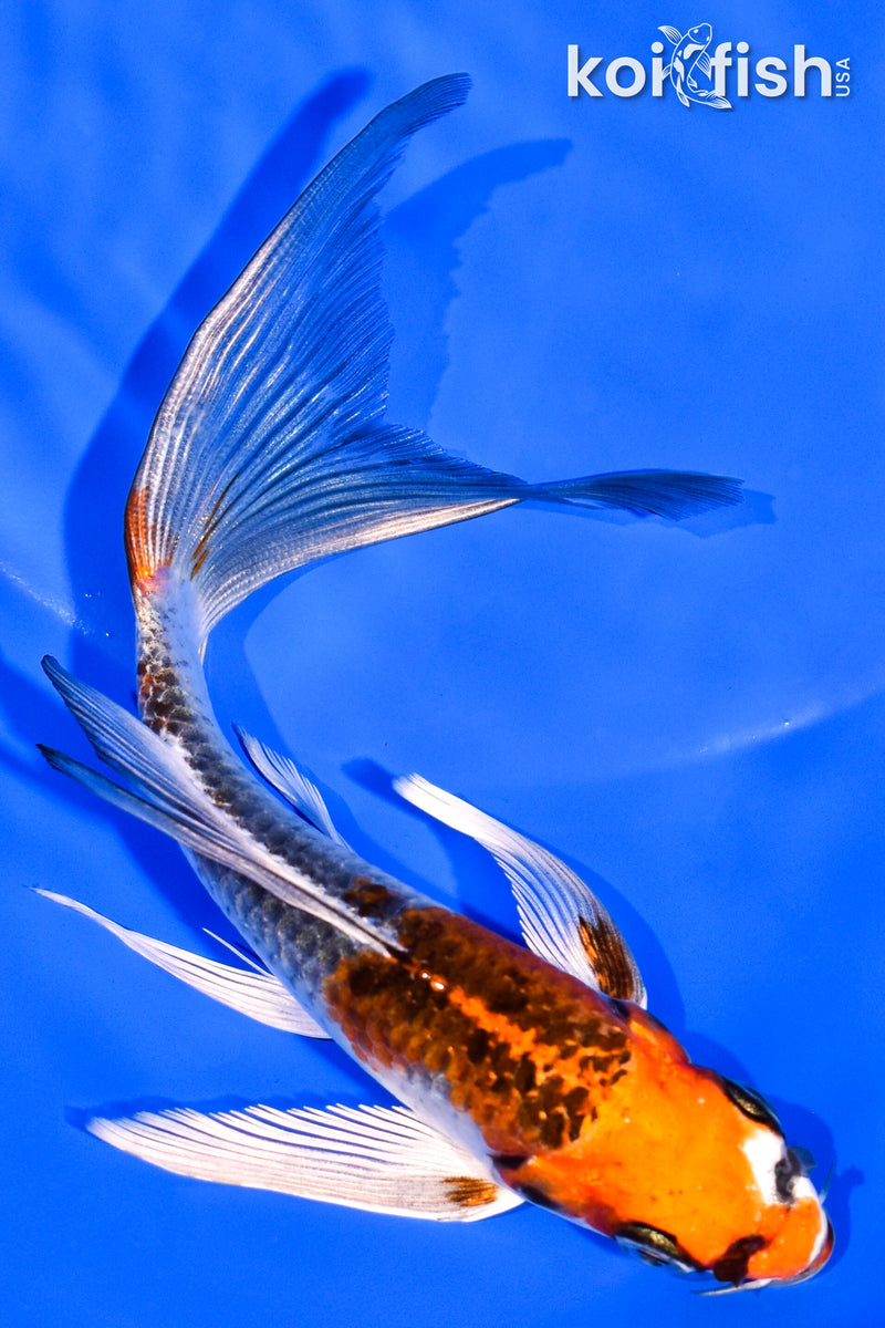 6.25" BENI GINGA BUTTERFLY