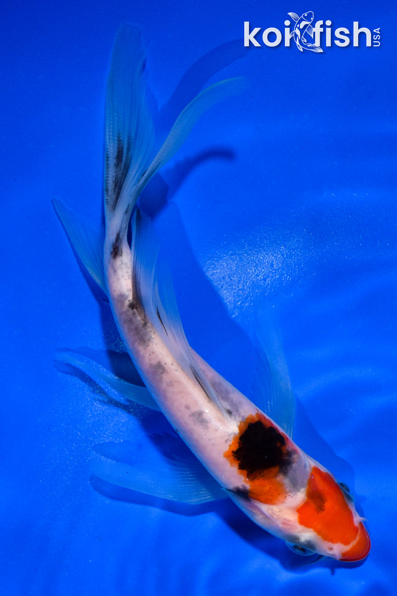 5" SANKE BUTTERFLY