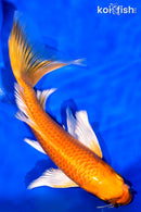 7" ORENJI OGON BUTTERFLY