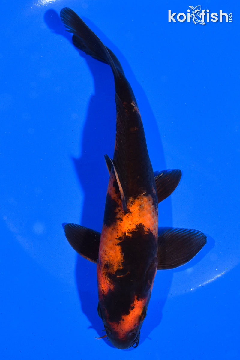6.5" HI UTSURI