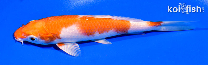 5.5" HARIWAKE