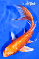 5.75" GINRIN ORENJI OGON BUTTERFLY