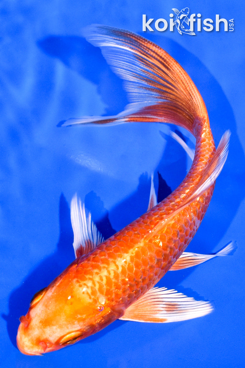 5.75" GINRIN ORENJI OGON BUTTERFLY