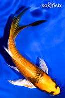 5.75" ORENJI MATSUBA BUTTERFLY