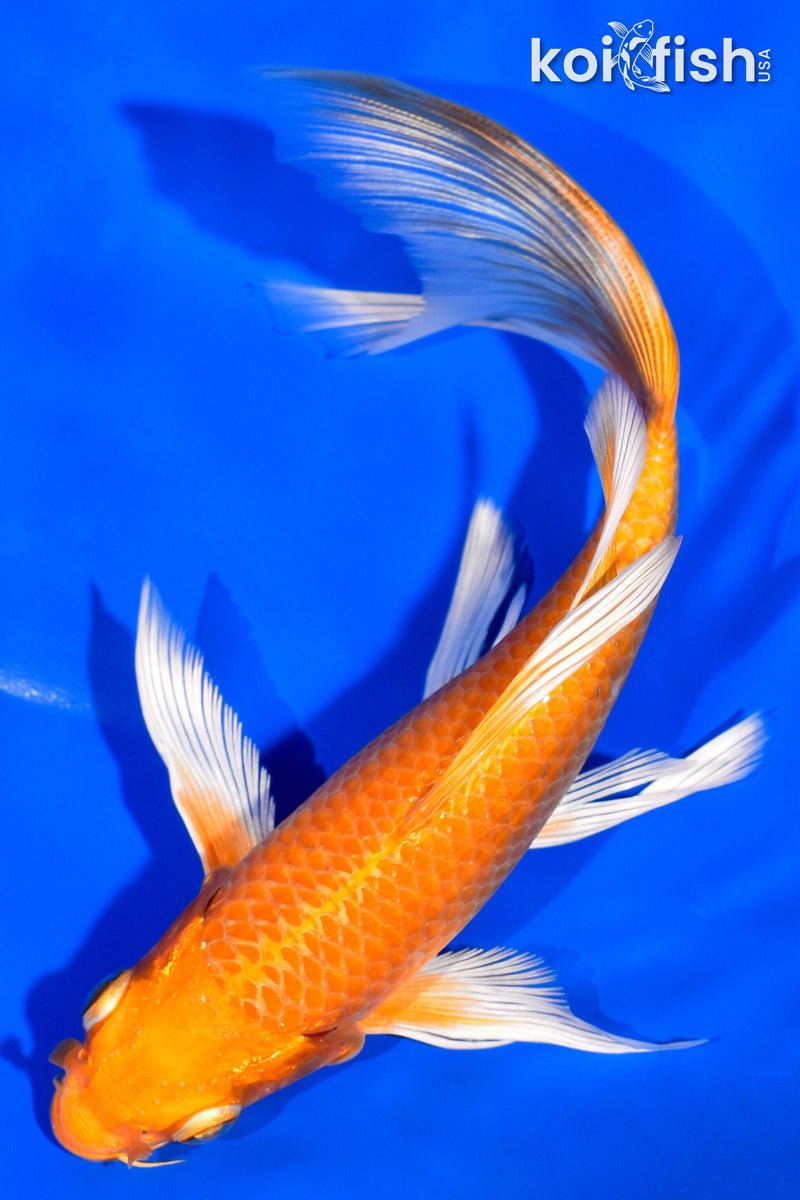 6.75" ORENJI OGON BUTTERFLY