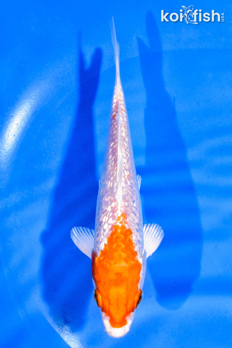 5" GINRIN HARIWAKE
