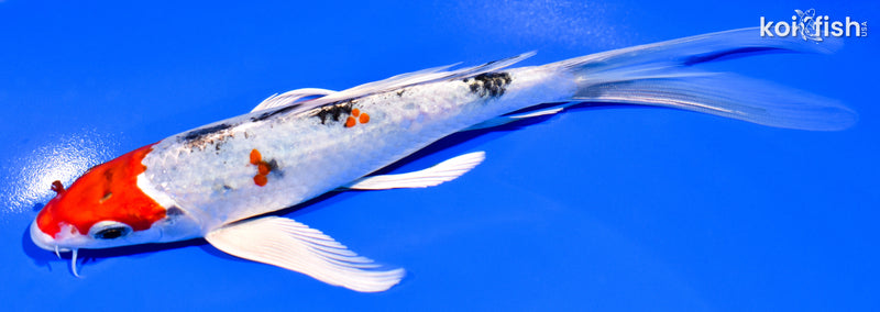 7.25" YAMATO NISHIKI BUTTERFLY
