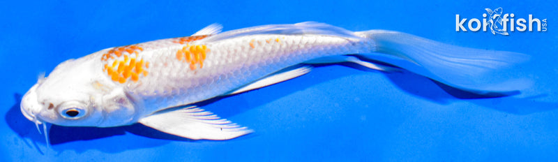 5.5" SANDAN HARIWAKE BUTTERFLY