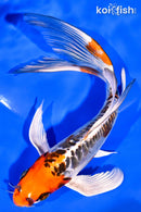 7.5" BENI KIKOKURYU BUTTERFLY