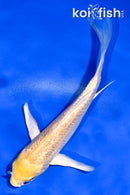 5" GINRIN YAMABUKI OGON BUTTERFLY