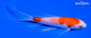 5.25" KOHAKU BUTTERFLY