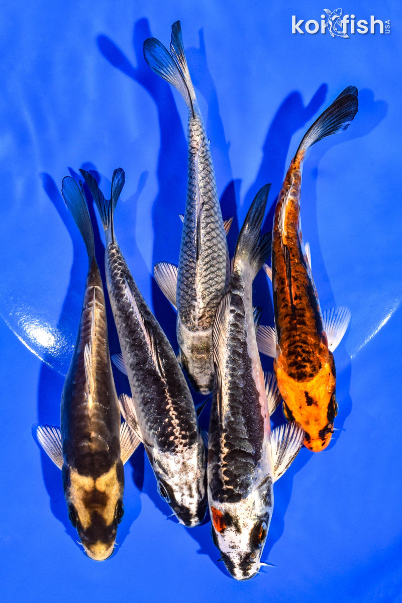 PACK OF (5) 4-5" STANDARD KOI