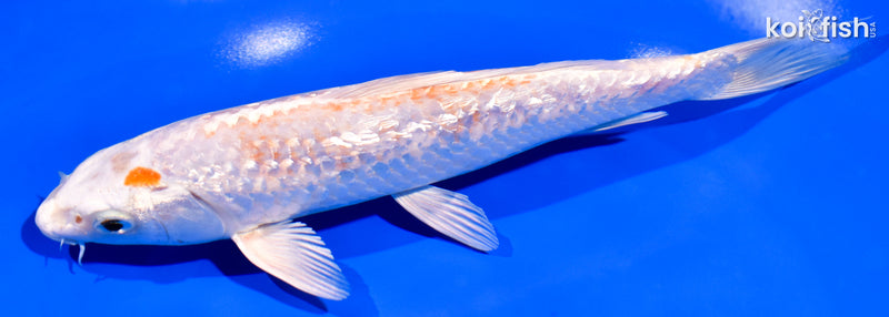 7.75" GINRIN HARIWAKE