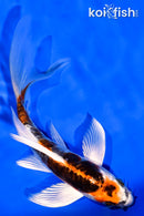 5.75" ARAGOKE BENI KIKOKURYU BUTTERFLY