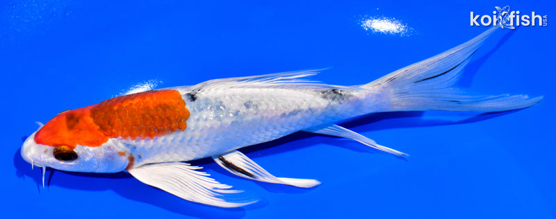7.25" YAMATO NISHIKI BUTTERFLY