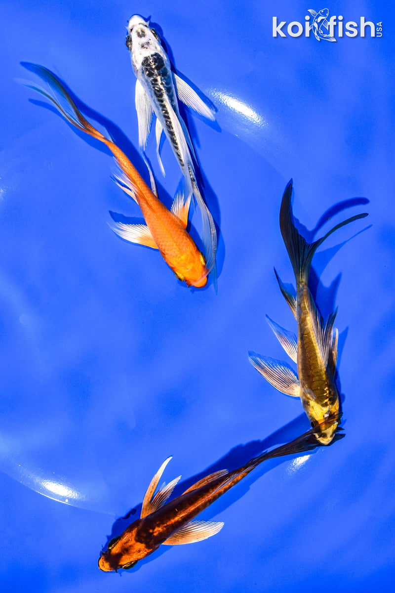 PACK OF (4) 3-4" BUTTERFLY KOI