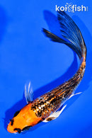 5.75" GINRIN KUJAKU BUTTERFLY