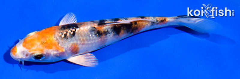 5" YAMATO NISHIKI