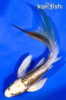 6.25" KIN KIKOKURYU BUTTERFLY