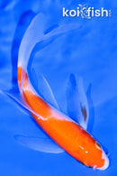 5.5" KOHAKU BUTTERFLY