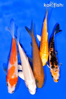 PACK OF (5) 3-4" STANDARD KOI