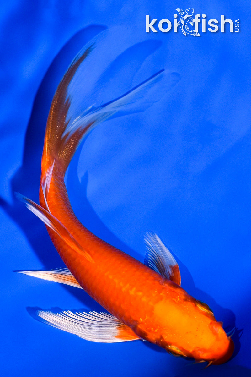5.5" ORENJI OGON BUTTERFLY