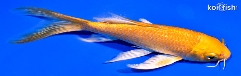 5.75" YAMABUKI OGON BUTTERFLY