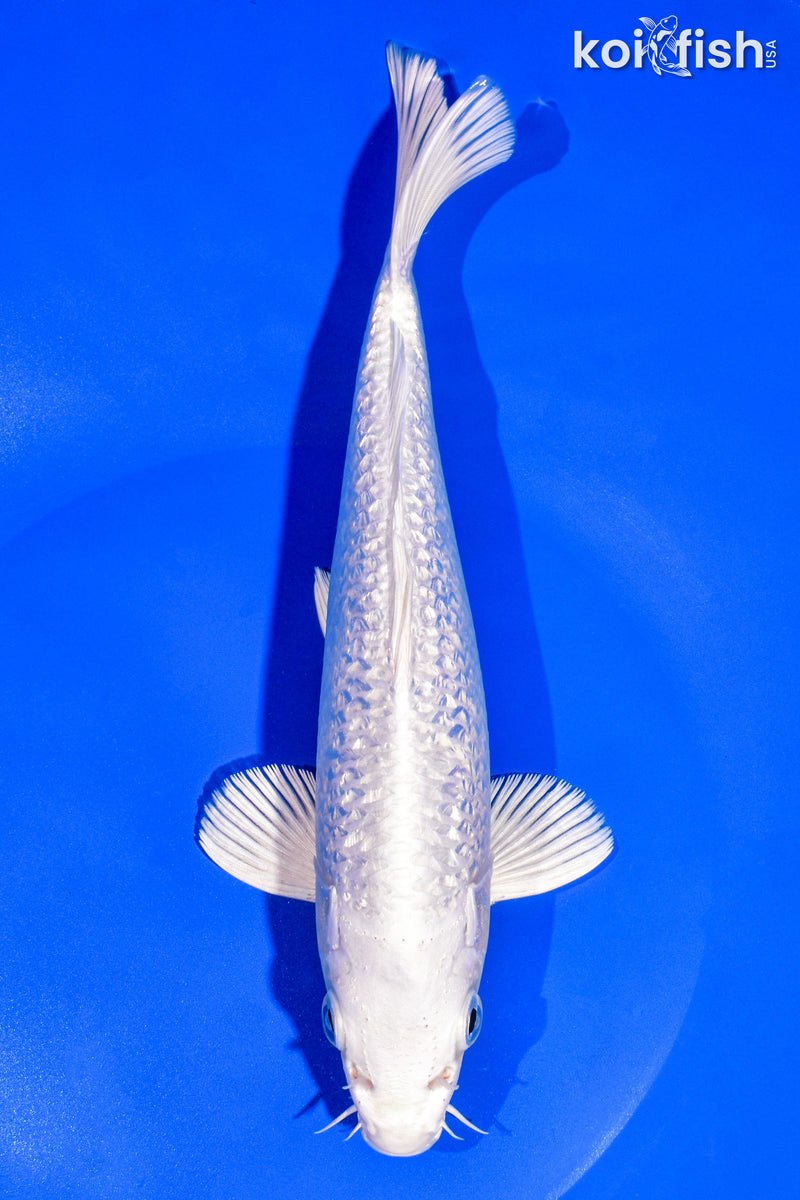 8.5" GINRIN PLATINUM OGON