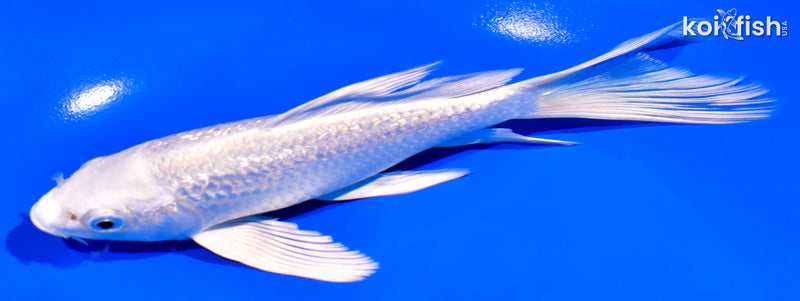 6.75" GINRIN PLATINUM OGON BUTTERFLY