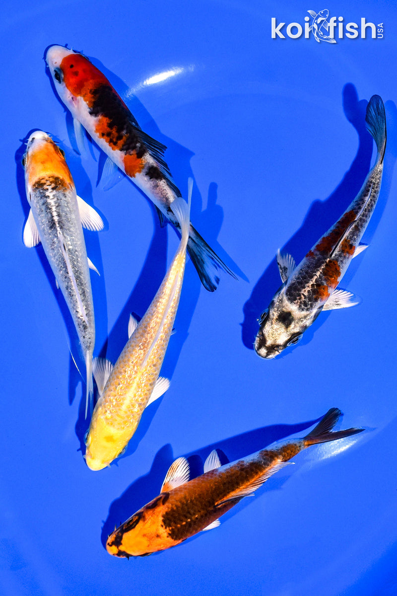 PACK OF (5) 4-5" STANDARD KOI