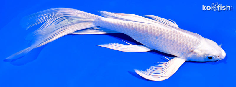 7.25" PLATINUM OGON BUTTERFLY