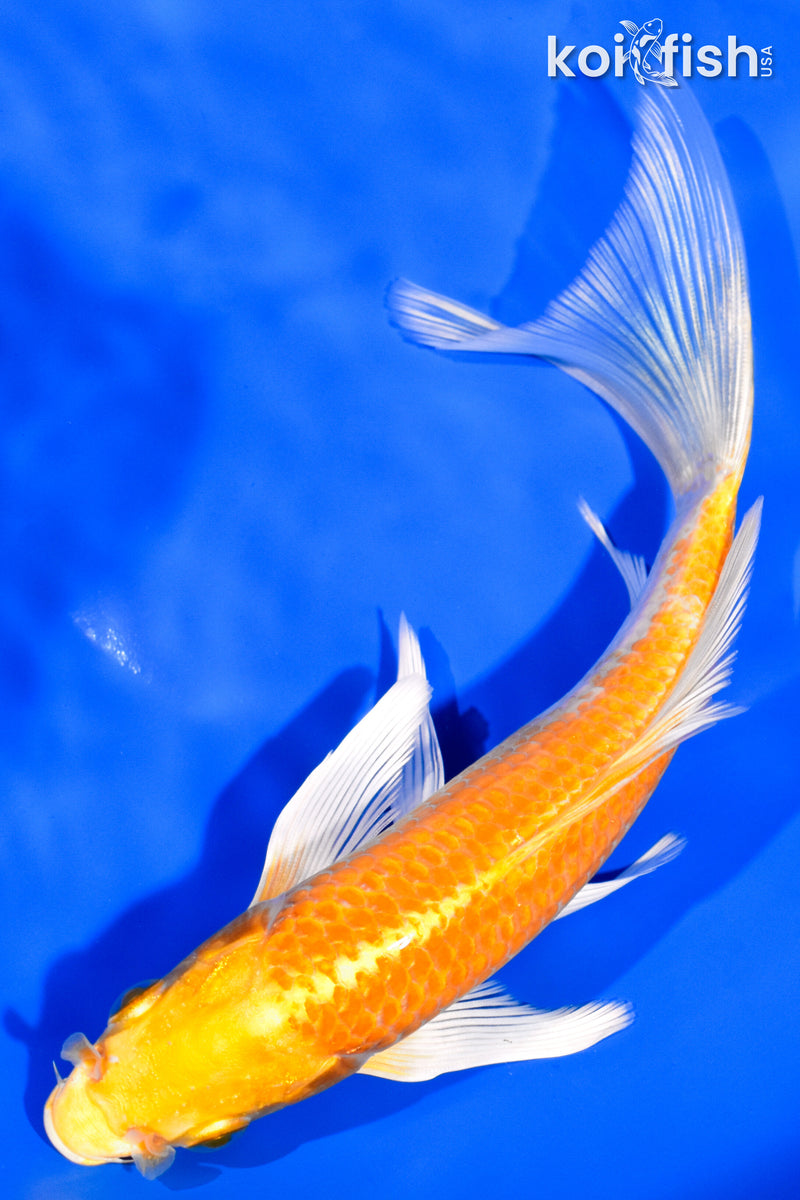 7" HAARIWAKE BUTTERFLY