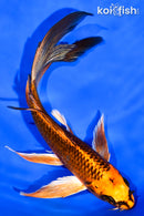 7" GINRIN ORENJI MATSUBA BUTTERFLY