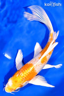 8.25" HARIWAKE BUTTERFLY