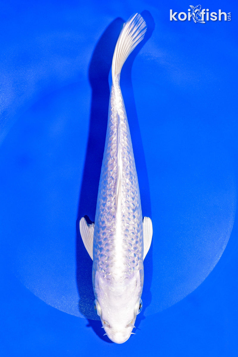 8.5" GINRIN PLATINUM OGON