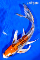 7.5" KUJAKU BUTTERFLY