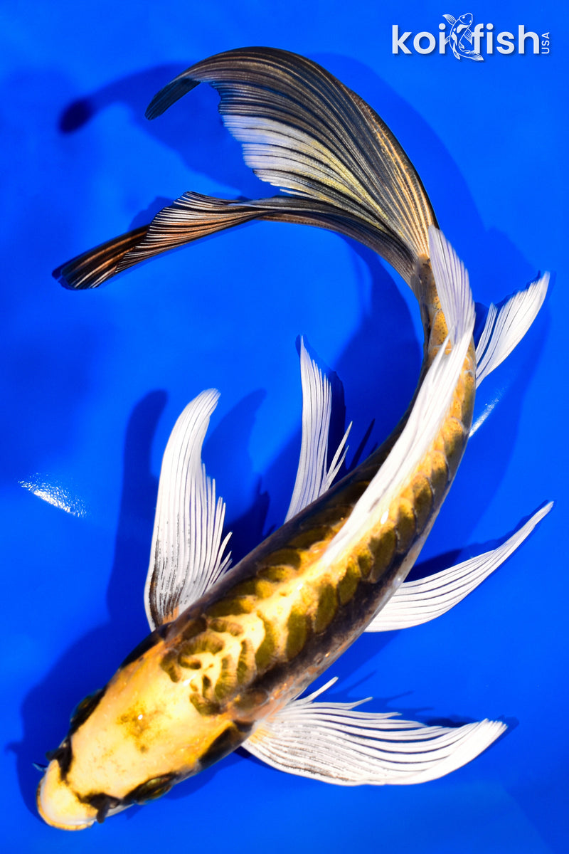 8.75" KIN KIKOKURYU BUTTERFLY