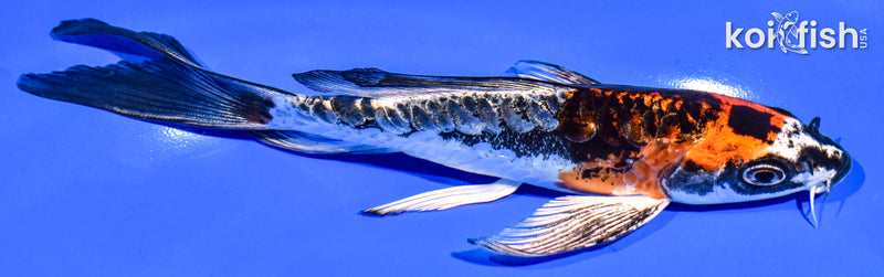 6" BENI KIKOKURYU BUTTERFLY