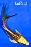 4.75" GINRIN KI MATSUBA BUTTERFLY