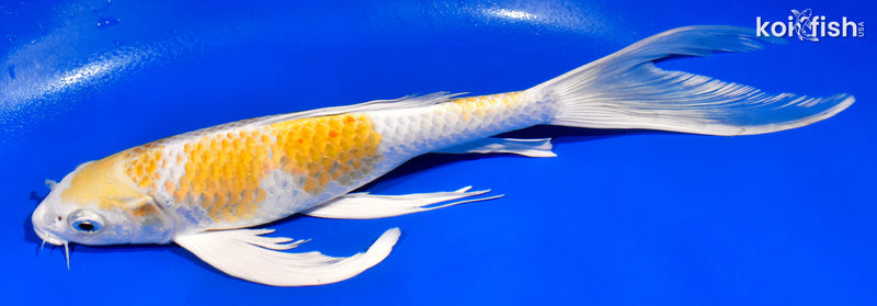 11.25" HARIWAKE BUTTERFLY