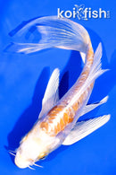 5" GINRIN DOITSU HARIWAKE BUTTERFLY